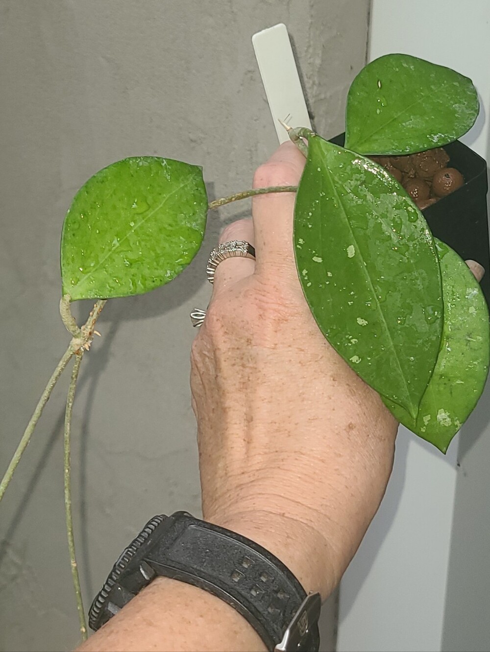 Hoya AH-047